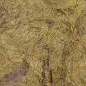 Fountain Grass