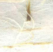 Cotton Whisper