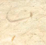 Natural Cotton