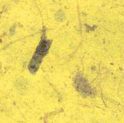 Feather Yellow