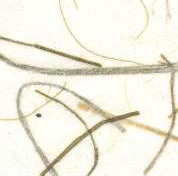 Grass